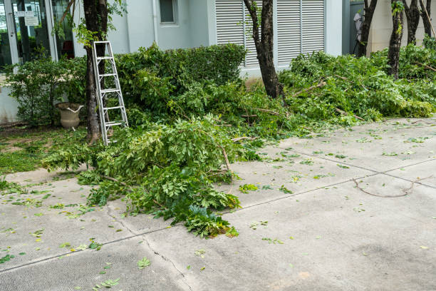 How Our Tree Care Process Works  in  Carrollton, VA